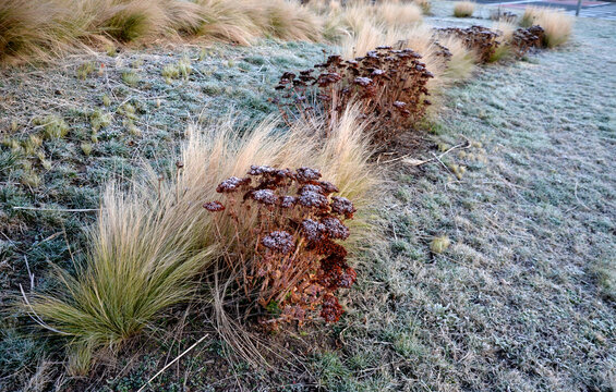 ornamental steppe grasses can withstand drought and are decorative even in winter in rows or individually or in combination with a purple or white perennial