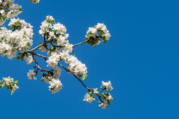 Branch of blossoming apple tree against background of blue spring sky. Close-up of white and pink flowers. Selective focus. There is  place for your tex