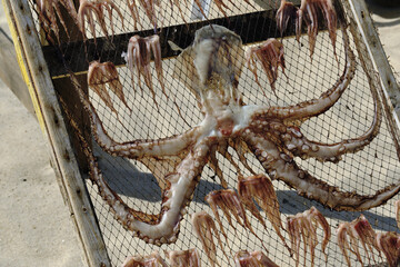 sun-dried octopus on wooden racks on the beach in Nazaré, Portugal