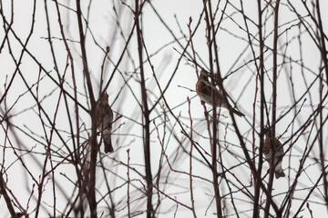 A rowan thrush sits on a rowan branch in winter. Winter scene with a songbird. Blackbird. Snowy day. Close-up. Beautiful bokeh