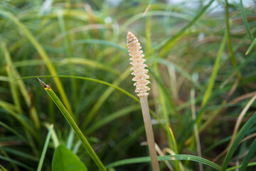 胞子嚢床が開いたツクシ（ Equisetum arvense）