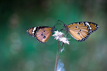 Two plain tiger butterflies perched on the flower plant
