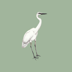 Hand drawn isolated  illustration of swamp bird