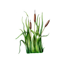 Watercolor isolated illustration of swamp plant