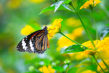  Monarch Butterfly - A monarch butterfly sitting on the flower plant in a Summer garden.