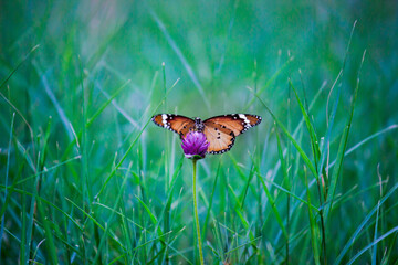  Plain Tiger Danaus chrysippus butterfly visiting flowers in nature during springtime
