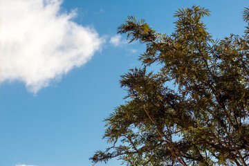 Tree branches at sunset over a blue sky in Tenerife. Canary Islands.