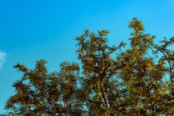 Tree branches at sunset over a blue sky in Tenerife. Canary Islands.