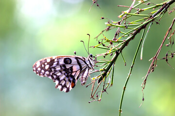 Fototapeta na wymiar Lemon butterfly, lime swallowtail and chequered swallowtail resting on the flower plants