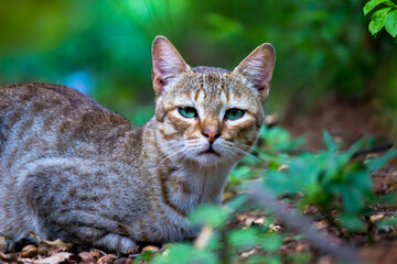 Naklejka na ściany i meble Cute and adorable domestic Cat looking towards camera with shiny green eyes and whiskers
