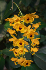 Closeup view of epiphytic tropical orchid species dendrobium fimbriatum bright yellow and black...