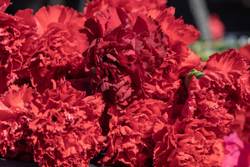 carnations on the monument to fallen heroes, the day of victory in the Great Patriotic War on May...