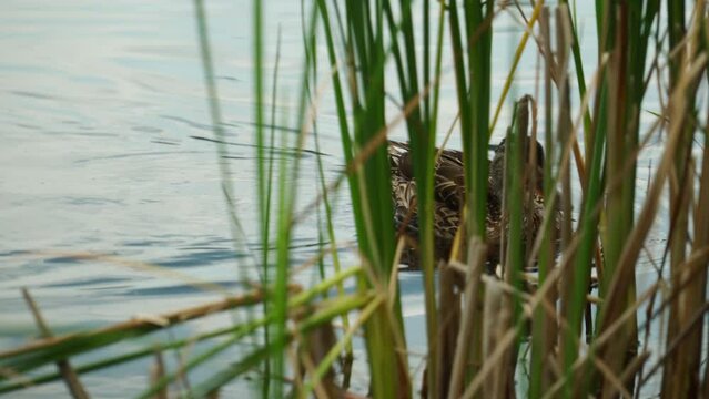 duck swimming near anes of a lake