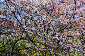 南信州花桃の里　長野県阿智村