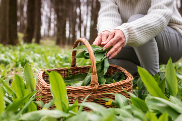 Woman picking wild garlic (allium ursinum) in forest. Harvesting Ramson leaves herb into wicker...