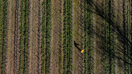 La potatura della vigna