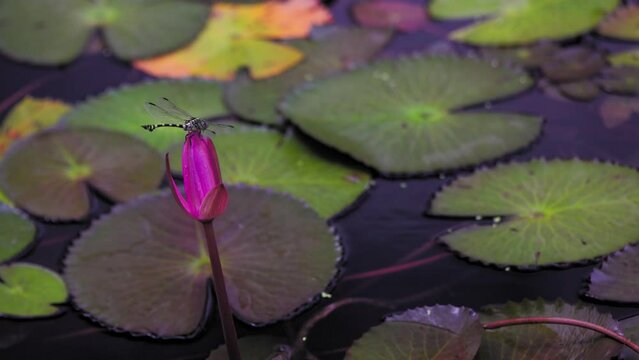 Flying dragonfly lands on a pink water lily flower, wind blows wings