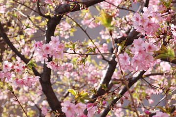 桜, 木, 花, 全盛期, 自然, ピンク, ブランチ, 花, サクランボ, 咲く, 植える, すごい, 季節, つぼみ, 美しさ, 葉, サクラ, 庭, フローラル, sakura, 植物, 伸び, 空, 開花