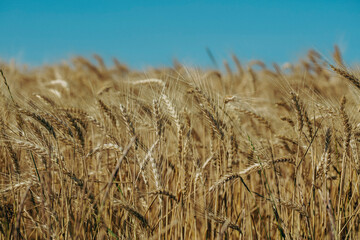 yellow wheat field 