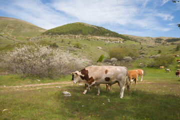 Fototapeta na wymiar View of livestock in the italian mountains during spring season, Abruzzo