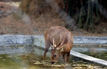 Deer drink water. In the dim background