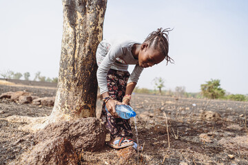 Little black African village girl carefully watering a young seedling with water from a plastic...