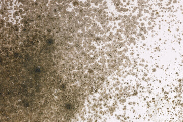 Fototapeta na wymiar Aspergillus fungal mold growing on white room wall