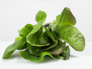ripe organic green romano salad on a white background