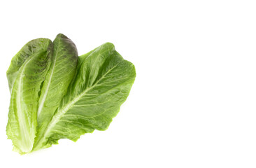 fresh green romaine lettuce leaves on a white background with a copy of the space