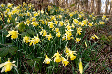 Obraz premium Jonquilles sauvages dans un bois