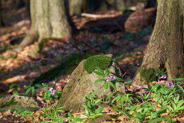 Fototapeta na wymiar Dentaria glandulosa in spring forest