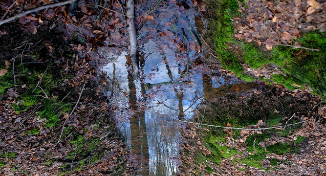 trees, water and leaves in the dutch woods in autumn