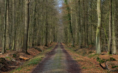 trees, water and leaves in the dutch woods in autumn