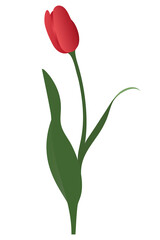 Tulip. Red bud. Fire flower. Vector illustration. Isolated background. A flowering plant from the lily family. Passion symbol. Flat style. Idea for web design, invitations, postcard
