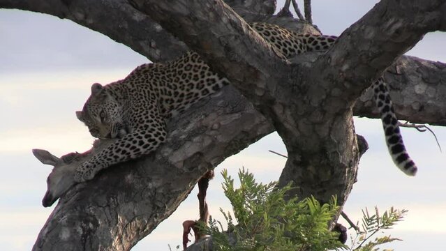 Leopard Eating His Prey on Tree, Dead Antelope and Predator on Branch. Circle of Life in  African Savanna