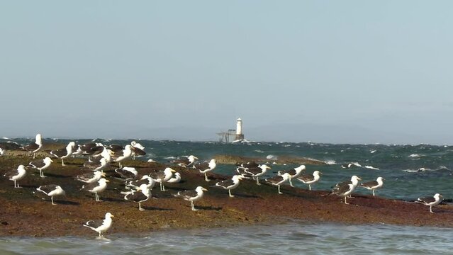 Flock of Kelp Gulls, Birds on South African Coastline on Sunny Windy Day