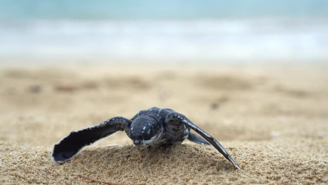 Baby Leatherback
Sea Turtle