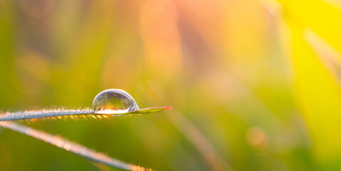 dew on grass macro. Drops of dew in the morning glow in the sun. Natural background. Beautiful...