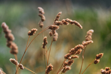 close up of grass in the wind