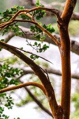 orange tree