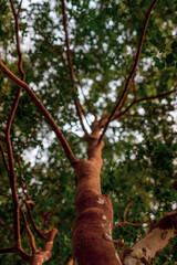 Fototapeta premium old arrayan tree