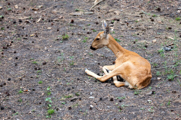 Female Eastern roe deer