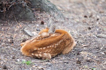 Young Siberian roe deer sleeping
