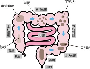 Fototapeta premium 腸・便秘のイラスト
