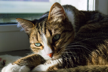Domestic cat thoughtfully lies and rests in the sun near the window