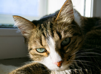 Portrait of a domestic cat resting in the sun