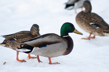 duck on ice