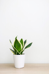 Tiny Dracaena trifasciata snake plant (Sansevieria) in a white pot on a wooden table against white wall