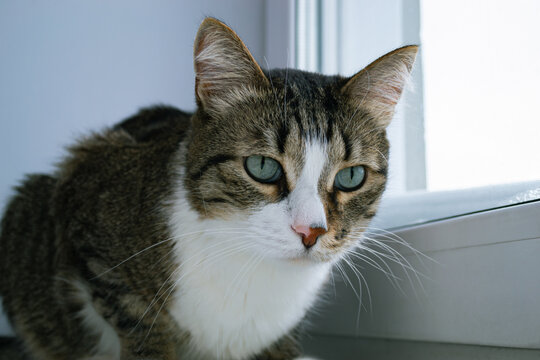 Photo of a cute and old domestic cat sitting next to the window