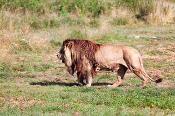 Lion walking in the savannah